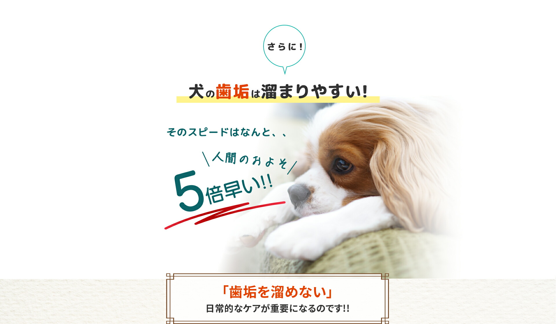 楽天市場】【公式】【メディアで話題】 Dr.wandel ドクターワンデル