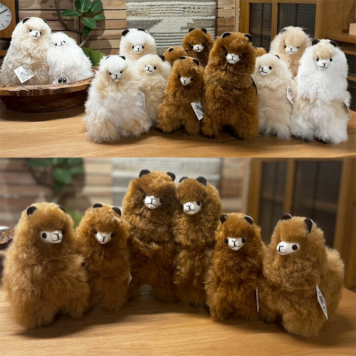 楽天市場】NEWカラー 『ふわふわ』 アルパカ ぬいぐるみ 本物 生後2