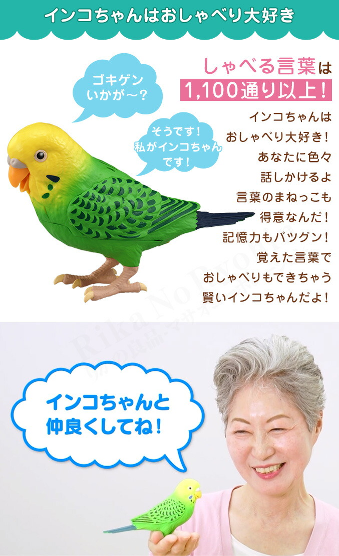楽天市場】天才インコちゃん ☆後払い可！選べるおまけ☆ 毎日