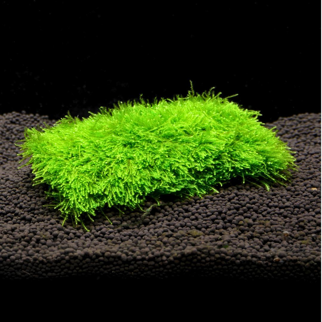 楽天市場】南米ウィローモスマット 育成済 1個 送料無料 国産 無農薬