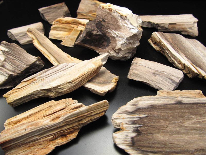 楽天市場】リアル木の化石！【珪化木 原石】重さ20g-30g シリカ化した