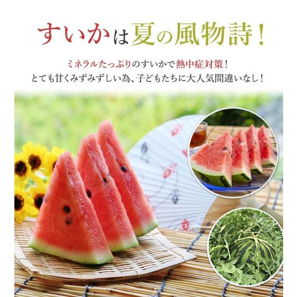 楽天市場】特大 4Lサイズ 長野県産 特選スイカ すいか スイカ むぎわら