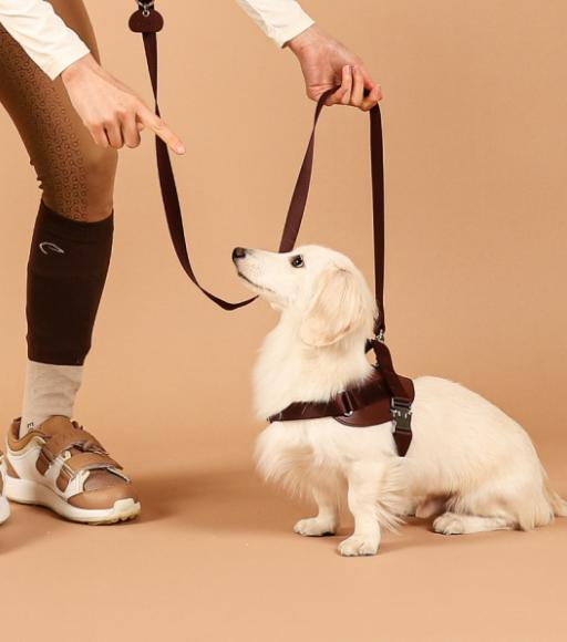 楽天市場】サドルハーネス 【HOZI】 犬 ハーネス ハンドル付き 小型犬