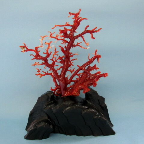 珊瑚 置物」の人気商品一覧 | 安い商品を通販サイトから探す - 価格.com