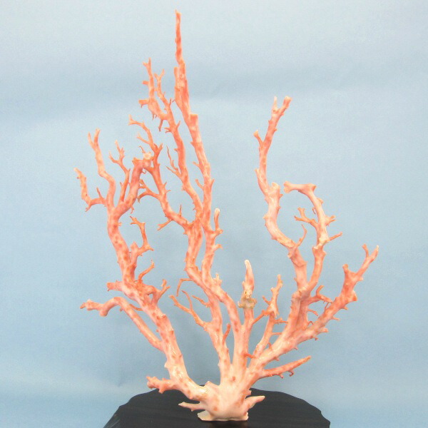 珊瑚 原木 桃色 コーラルピンク系 総量235.5g 楽天市場】ピンク珊瑚