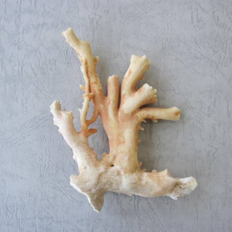 楽天市場】高知沖産白珊瑚の原木 250g/天然コーラル『宝石サンゴ