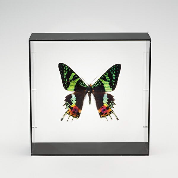 楽天市場】キプリスモルフォ 標本の通販