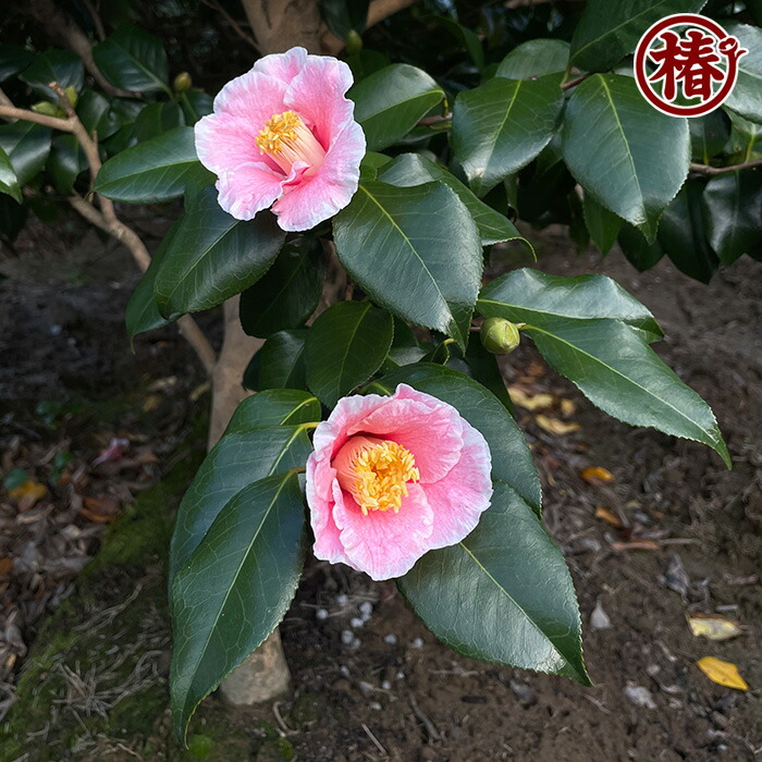 楽天市場】参平椿・さんぺいつばき15cmポット挿木苗【椿 つばき ツバキ