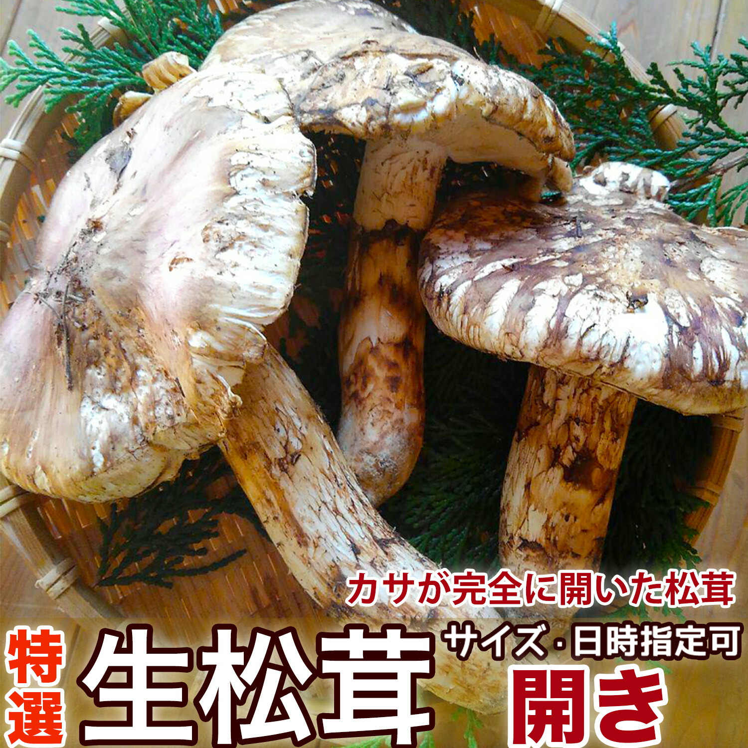 楽天市場】生松茸 ＜開き＞ 中国雲南産 天然まつたけ・ひらきタイプ