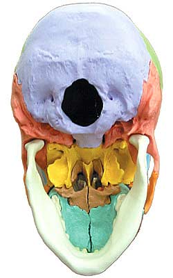 3B社 頭蓋骨模型 頭蓋骨22分解キットマルチカラー仕様 (a291) 人体模型