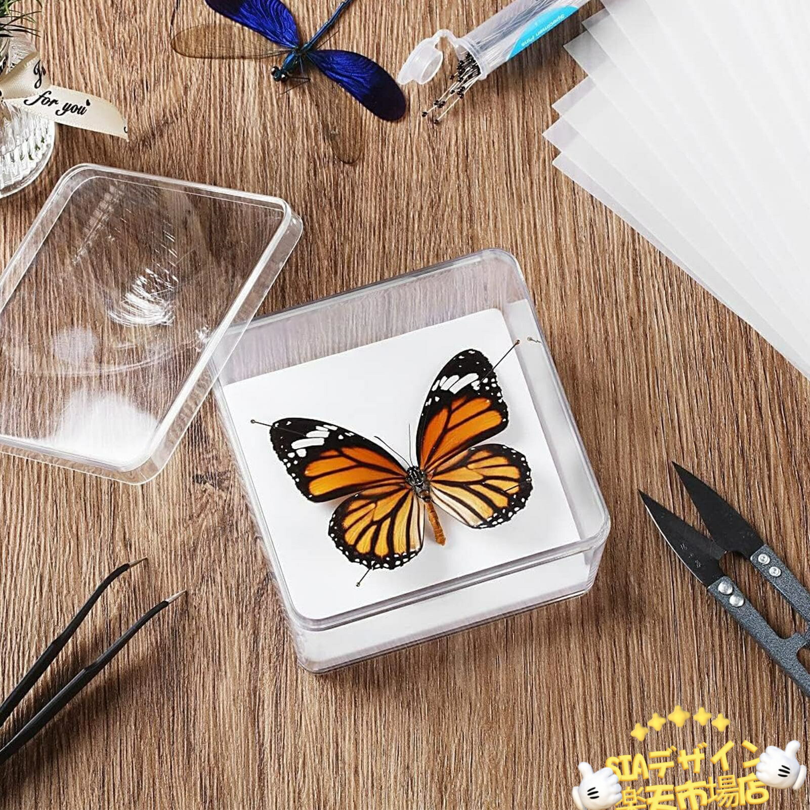 楽天市場】昆虫 標本セットの通販