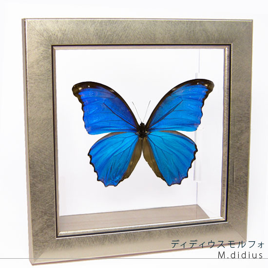 楽天市場】キプリスモルフォ 標本の通販