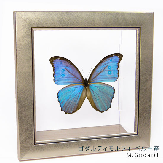 楽天市場】昆虫標本 蝶の標本 ゴダルティモルフォ ペルー産 メタリック