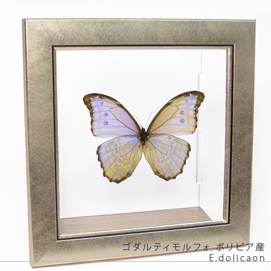 蝶標本】ポリクトール（1オス・インド北部産） 楽天市場】送料無料