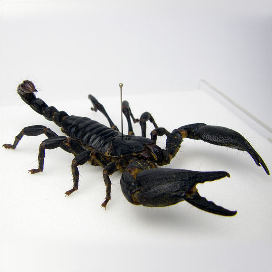 ○昆虫標本セット額入り サソリ + クモ（スパイダー）標本/博物館