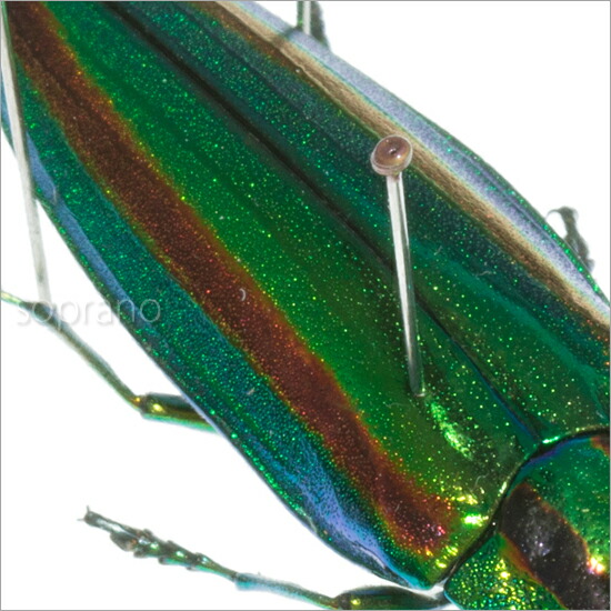 ジ*ン様 昆虫標本 30匹 タマムシ ジ*ン様 昆虫標本 30匹 タマムシ ジ