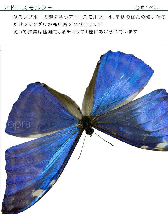 国内蝶標本‼️ 確認用 国内蝶標本‼️ 確認用 国内蝶標本‼️ 確認用