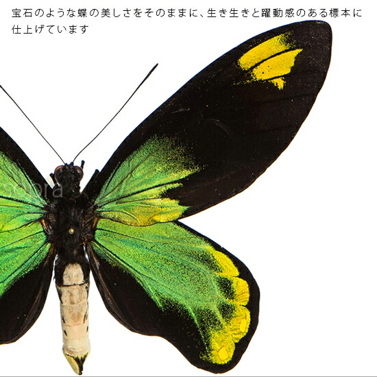 稀少種 極美 珠玉標本 大型ビクトリアトリバネアゲハ 産地別
