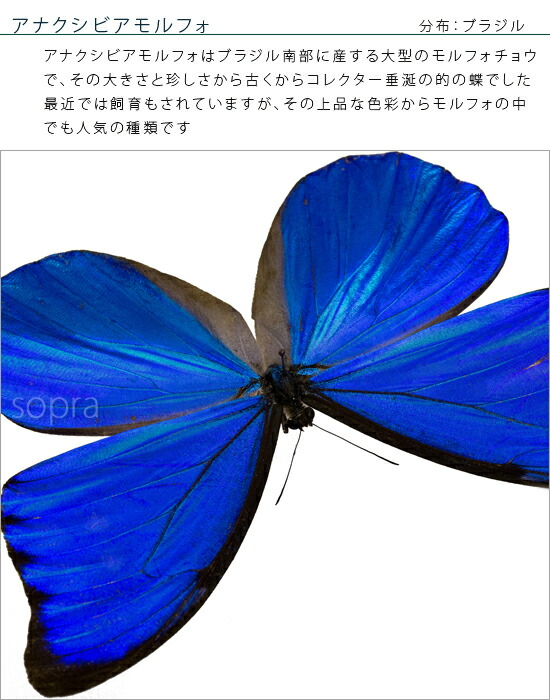 楽天市場】昆虫標本 蝶の標本 アナクシビアモルフォ アクリルフレーム