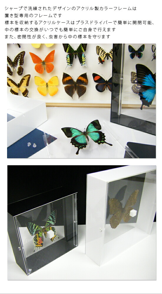 楽天市場】昆虫標本 蝶の標本 ゴダルティモルフォ ボリビア産 アクリル