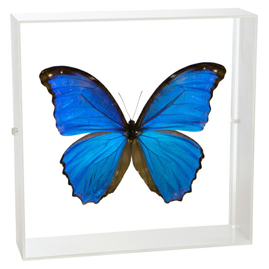 蝶の標本 約100匹 木製フレーム入り 楽天市場】昆虫標本 蝶の標本