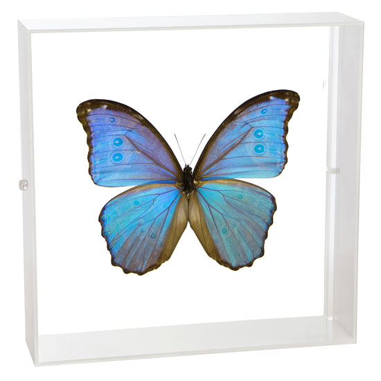 楽天市場】昆虫標本 蝶の標本 ゴダルティモルフォ ペルー産 アクリル