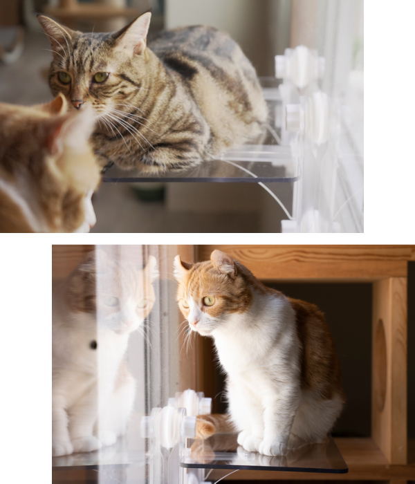 楽天市場】タカラ産業 キャットステップ（Cat Steps）窓用 PE4022 1枚