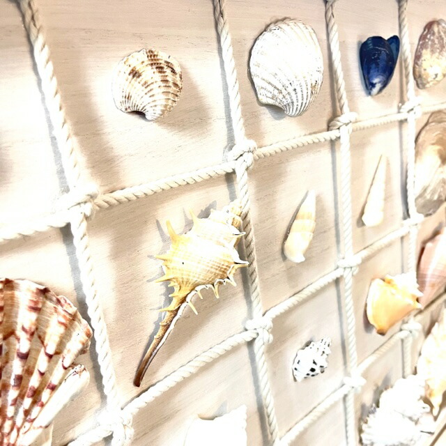 楽天市場】貝殻標本風オブジェ特大サイズ、貝はなんと36種類幅約