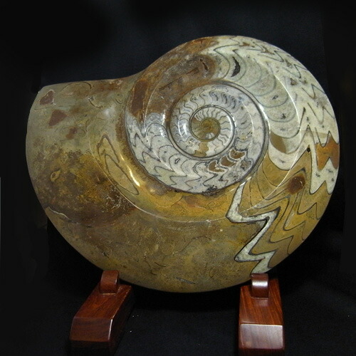 楽天市場】アンモナイトクリメニア目 化石 台付 : 天宝堂