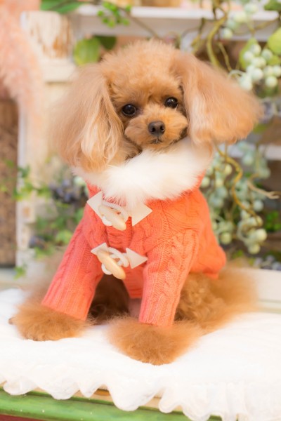 ブルブブ BUL BU-BU うさぎセーラーJ/K SSS/SS/SSL/S 小型犬 犬服