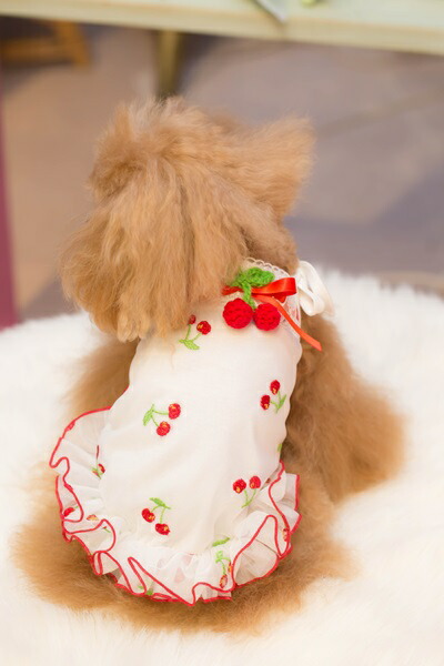 楽天市場】ブルブブ BUL BU-BU COOL Cherry Camisole【小型犬 犬服