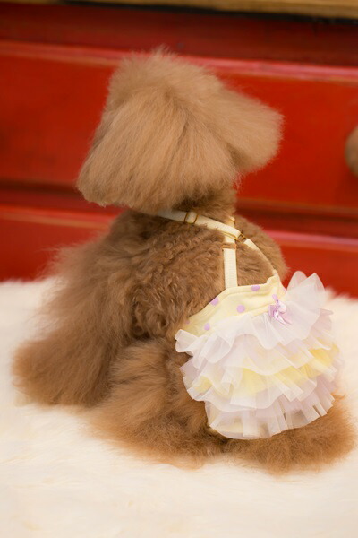 楽天市場】ブルブブ BUL BU-BU マナーブルマ【小型犬 犬服 マナー