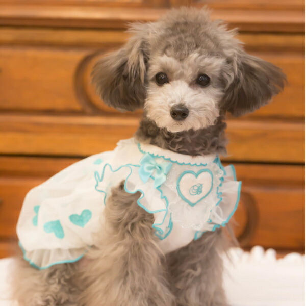 楽天市場】ブルブブ BUL BU-BU ハートバルーンO/P【小型犬 犬服 ウエア
