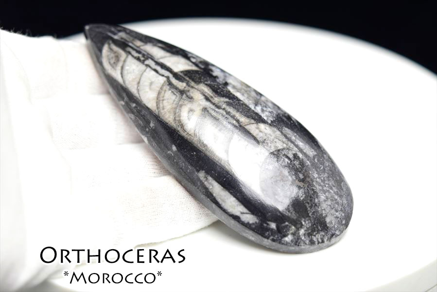 楽天市場】オルソセラス 直角貝 化石【モロッコ産】【約112.2g