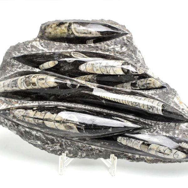 モロッコ産【オルソセラス群/直角貝群】古生代デボン紀/約5億〜2億5千