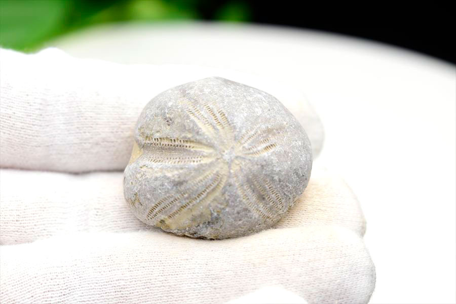 ウニの化石 Clypeaster portentosus その2 ウニの化石 Clypeaster