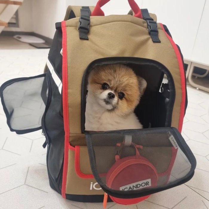 楽天市場】即納【iCANDOR】JIGE bag（Vivid Khaki） バッグ 犬用バッグ