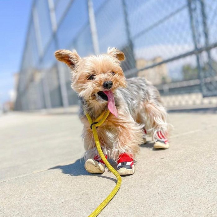 楽天市場】即納【RIFRUF】 犬靴 ブランド 犬の靴 散歩 おしゃれ 小型犬