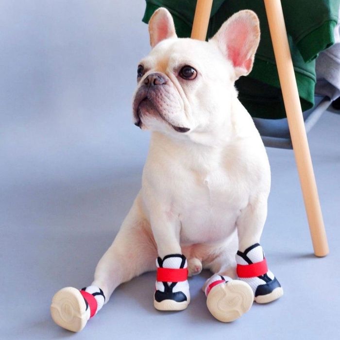 楽天市場】即納【RIFRUF】 犬靴 ブランド 犬の靴 散歩 おしゃれ 小型犬