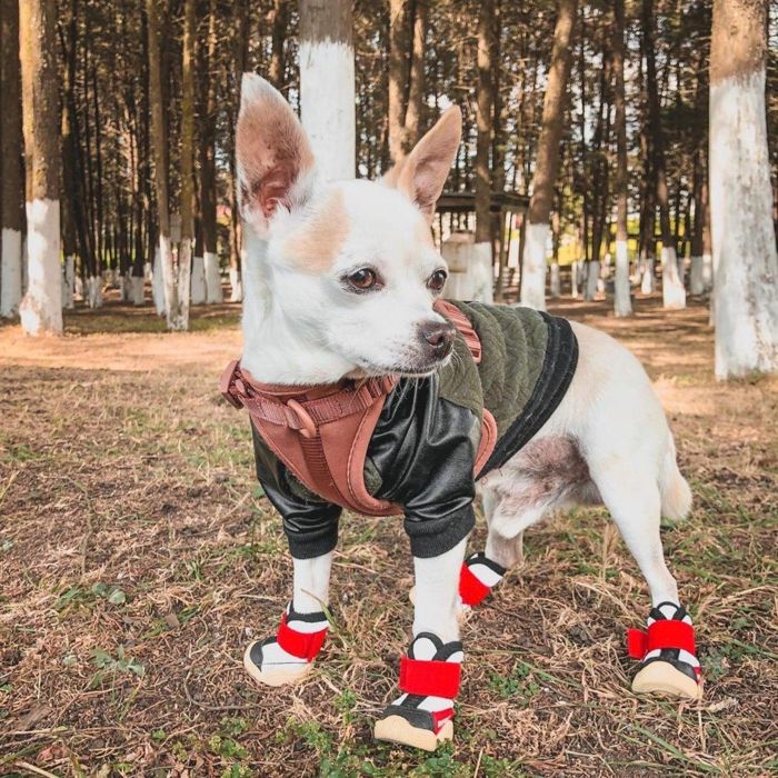 楽天市場】即納【RIFRUF】 犬靴 ブランド 犬の靴 散歩 おしゃれ 小型犬