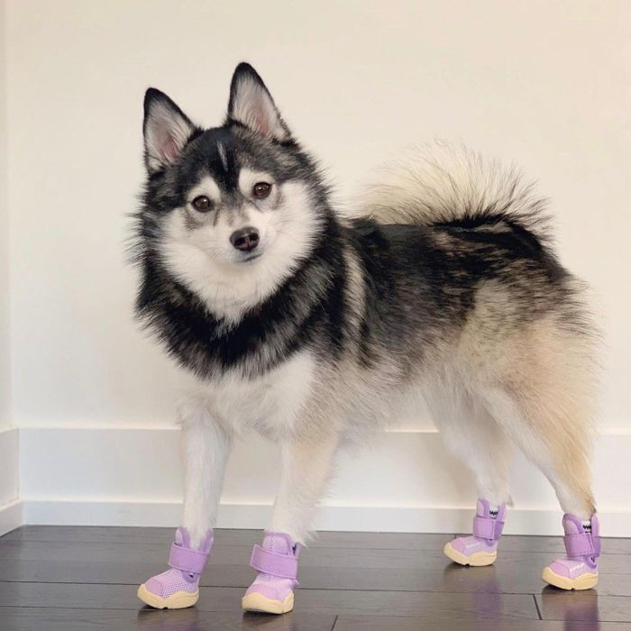 楽天市場】即納【RIFRUF】SNEAKERS CAESAR 1（Taro） URBAN DOG TOKYO