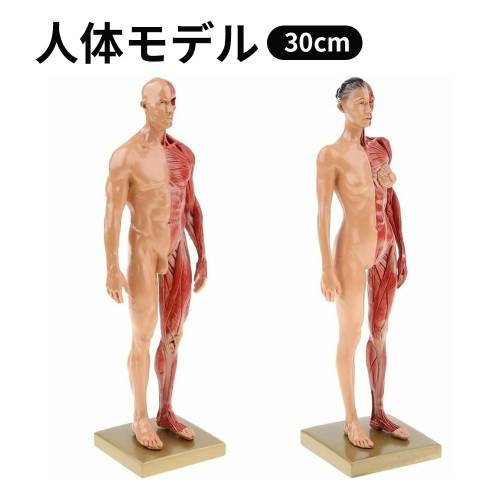 楽天市場】人体モデル 人体模型 男性 女性 11インチ 約30cm 人体筋肉
