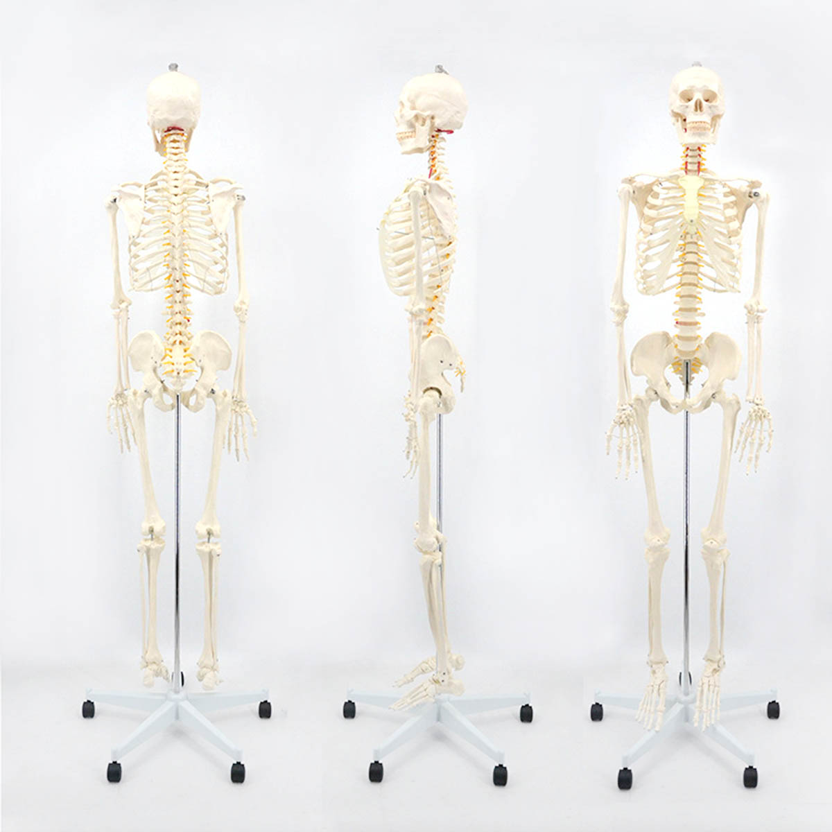 楽天市場】[高さ175cm] VeroMan 人体骨格模型 等身大サイズ 骨格標本