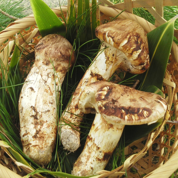 松茸 北海道 550g 訳あり 送料込 国産 ② 松茸 北海道 550g 訳あり