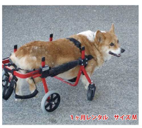 楽天市場】【犬用車椅子レンタル 1ヵ月】4輪のK9カート Mサイズ（11.1