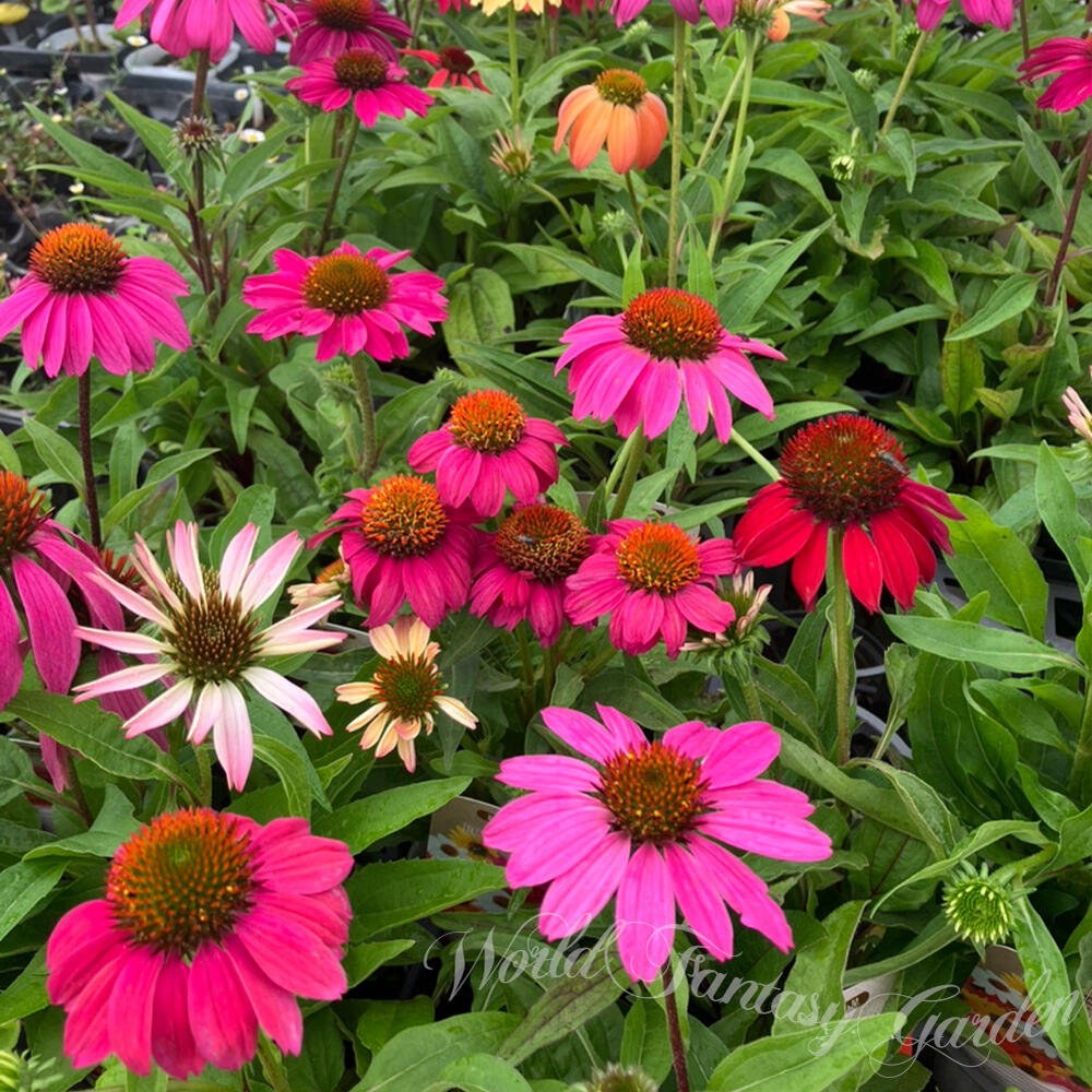 echinacea_01.jpg