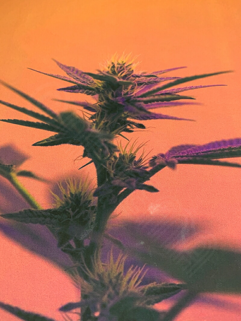 油絵 麻 大麻 マリファナ バッヅ marijuana 値下げ 油絵 麻 大麻