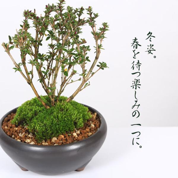 739.堂下豊生 盆栽鉢 植木鉢 小品盆栽 10*4cm 739.堂下