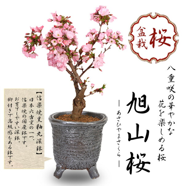 特大 桜陶 落款 緑釉 楕円 盆栽鉢 000000014093_MeRAceu.jpg