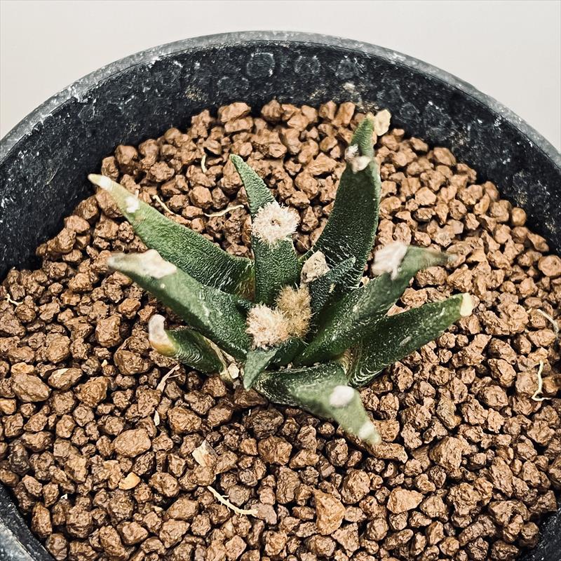 ○アガベ牡丹 実生 1鉢②○Ariocarpus agavoides アリオカルプス